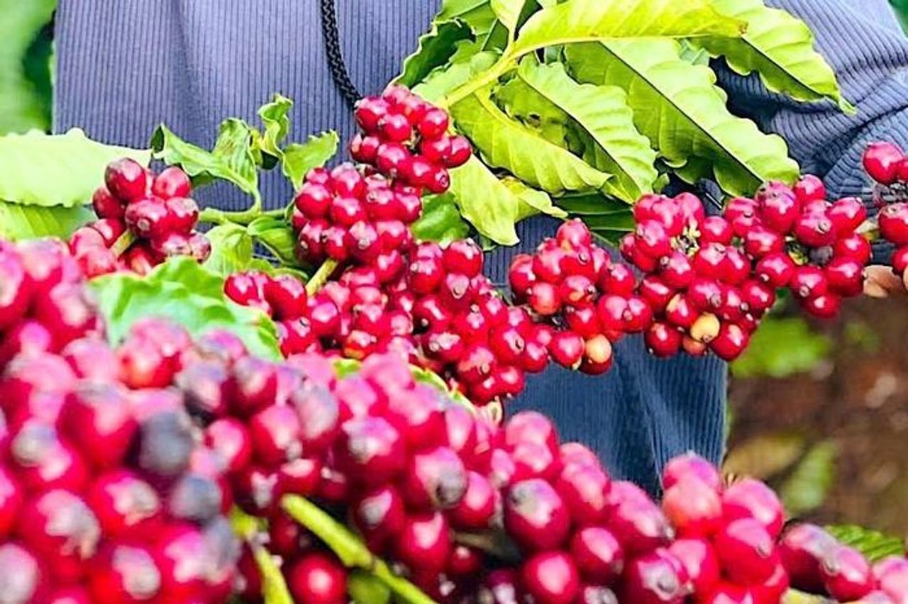 Giá cà phê ổn định, neo cao ở mức 117.000 đồng/kg trong ngày 6-10 - Báo Gia Lai