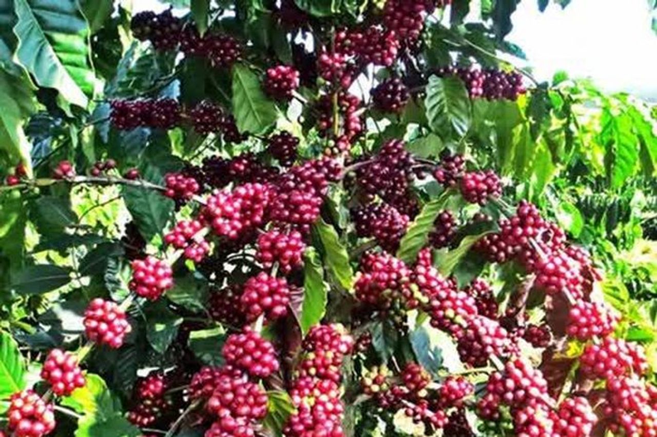 Kinh tế Đắk Lắk tăng trưởng 6,9% trong 9 tháng đầu năm 2025 - Tạp chí Doanh Nghiệp Việt Nam