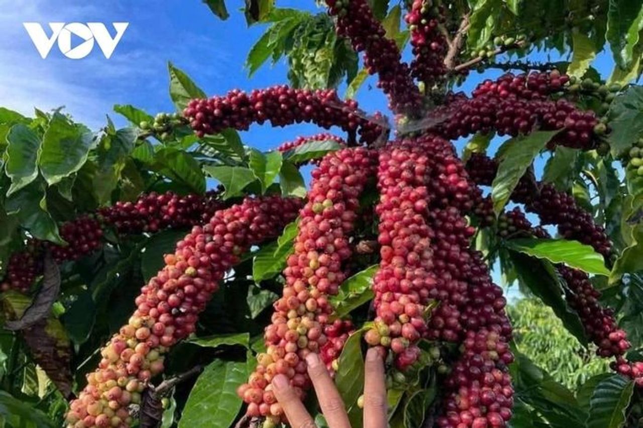 Giá cà phê hôm nay 11/10: Giá cà phê Robusta và Arabica đồng loạt tăng - Báo Điện tử Tiếng nói Việt Nam