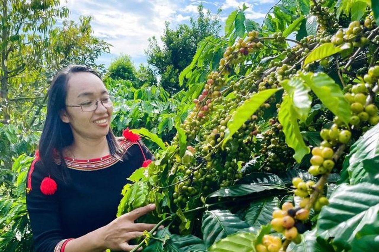 Cà phê xanh, chìa khóa giảm nghèo bền vững vùng dân tộc thiểu số Đắk Lắk - Báo Giáo Dục & Thời Đại