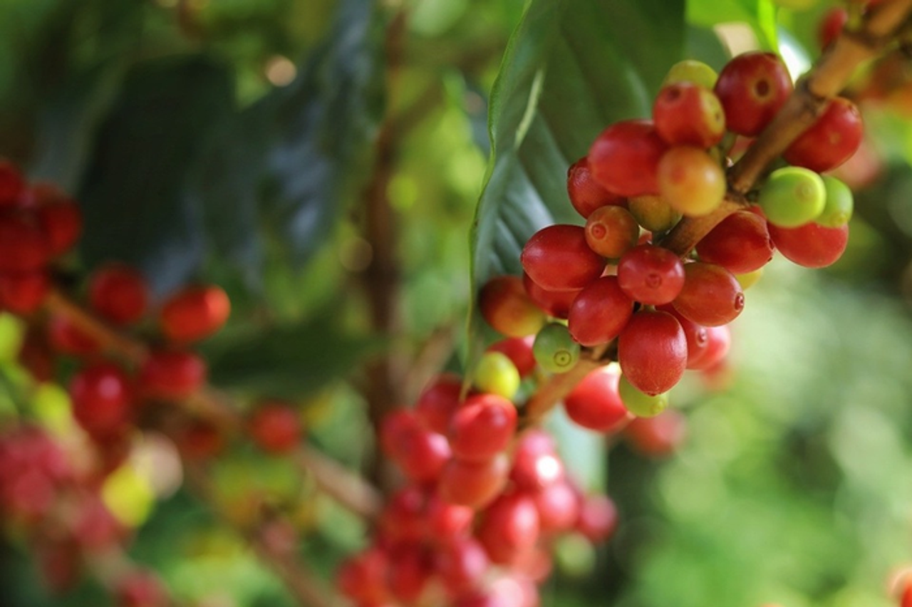 Bản tin nông sản hôm nay (15-10): Giá cà phê tăng mạnh - Báo Quân Đội Nhân Dân