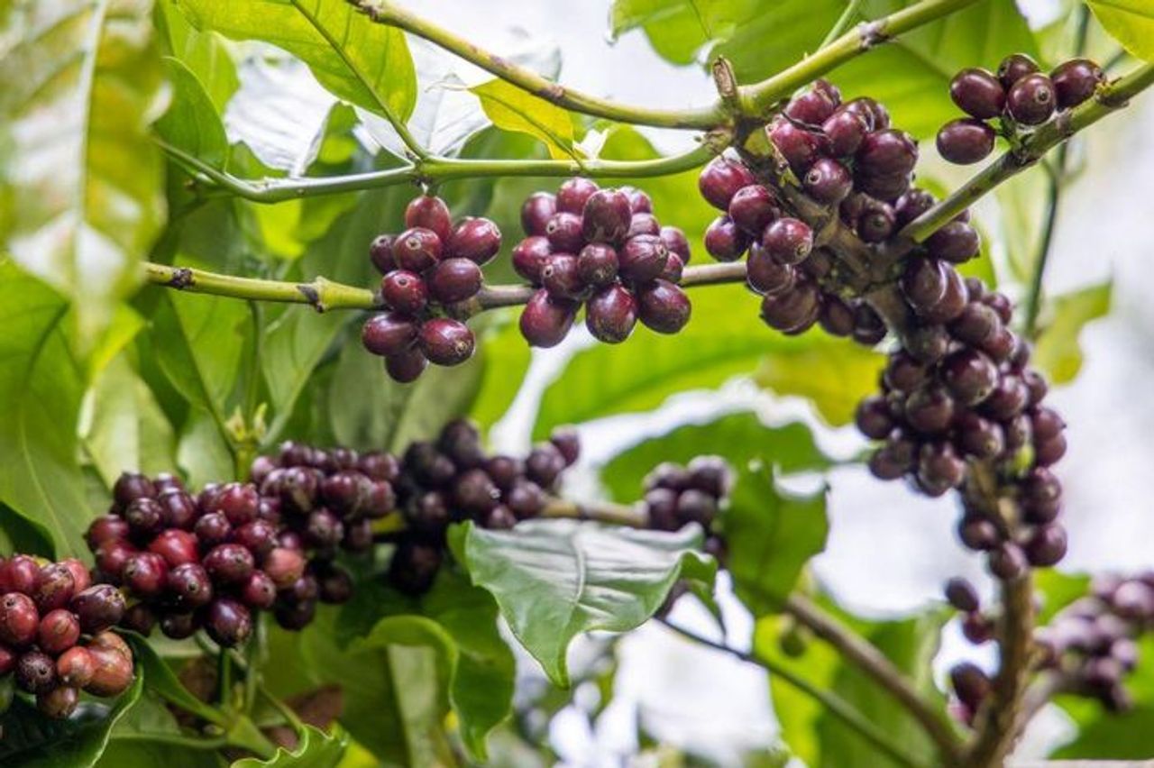 Giá nông sản ngày 15/10/2025: Cà phê tăng nhẹ, hồ tiêu lao dốc - Tạp chí Doanh Nghiệp Việt Nam