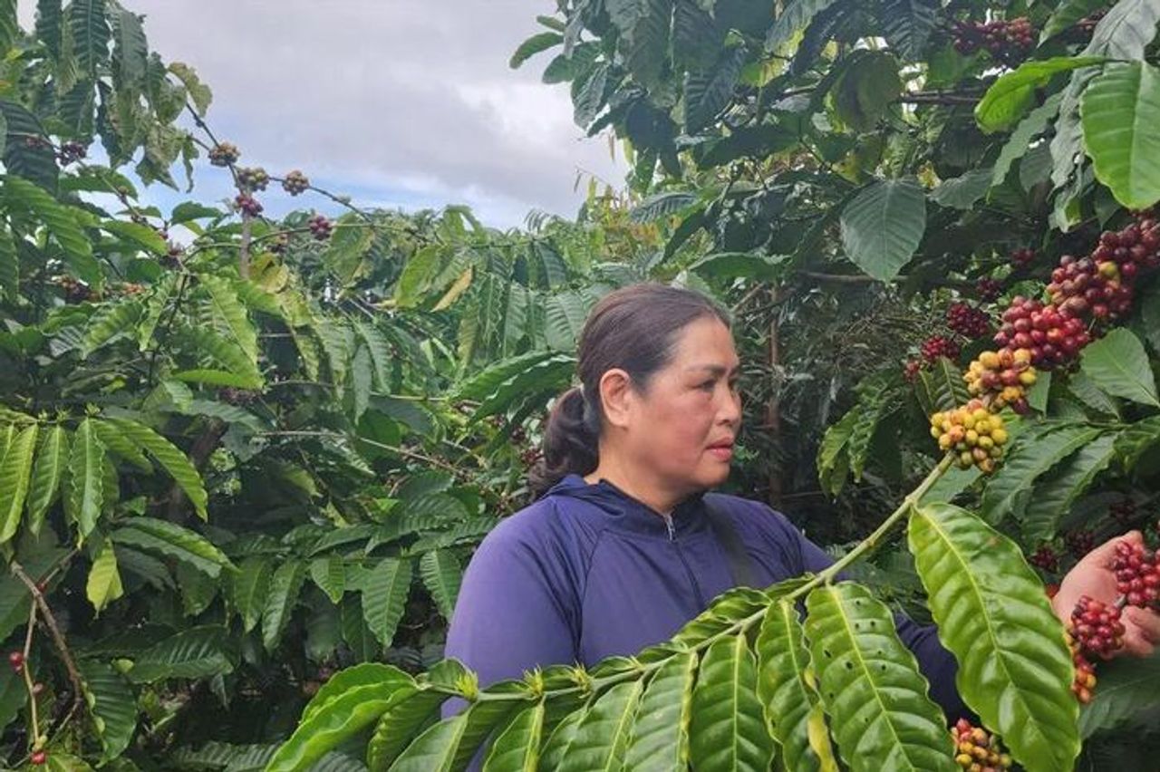 Dự báo xuất khẩu cà phê vượt kế hoạch 7,5 tỷ USD trong năm 2025 - Báo Sài Gòn Giải Phóng