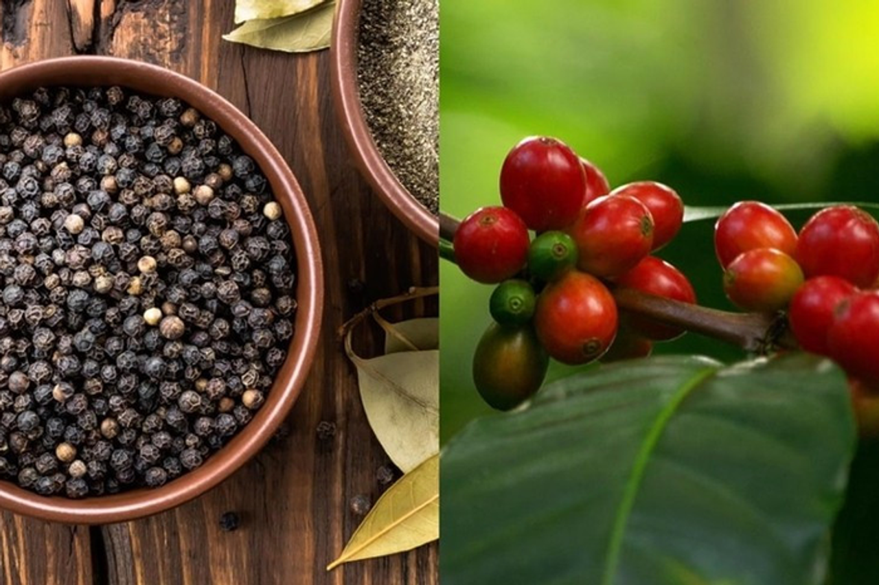 Bản tin nông sản hôm nay (18-10): Giá cà phê bật tăng, giá hồ tiêu giảm nhẹ - Báo Quân Đội Nhân Dân