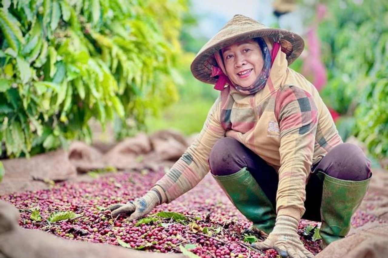 Hương cà phê – Dấu tay phụ nữ nông gia - Báo Điện tử Tiếng nói Việt Nam