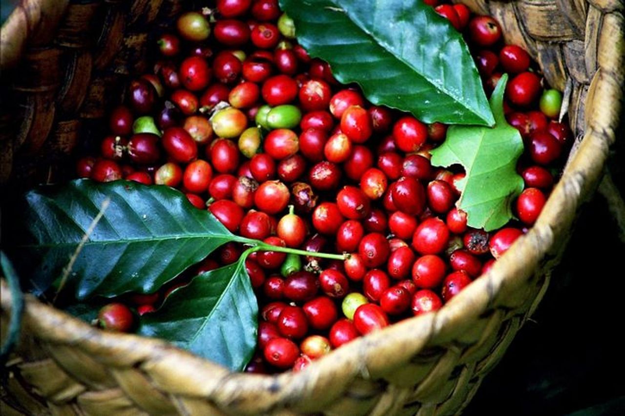Giá cà phê hôm nay 18/10: Giá Robusta trong nước và thế giới đều giảm nhẹ - Tạp chí Công thương