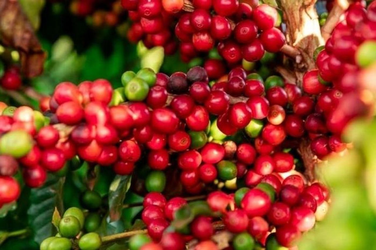 Giá cà phê hôm nay 19/10: Giá cà phê Arabica thế giới tăng nhẹ - Báo Điện tử Tiếng nói Việt Nam