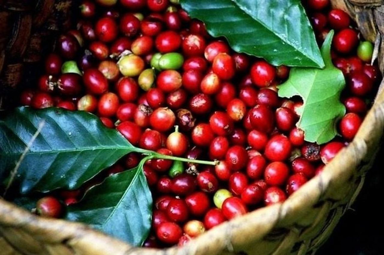 Giá cà phê hôm nay 20/10: Giá cà phê trong nước duy trì ổn định - Báo Điện tử Tiếng nói Việt Nam