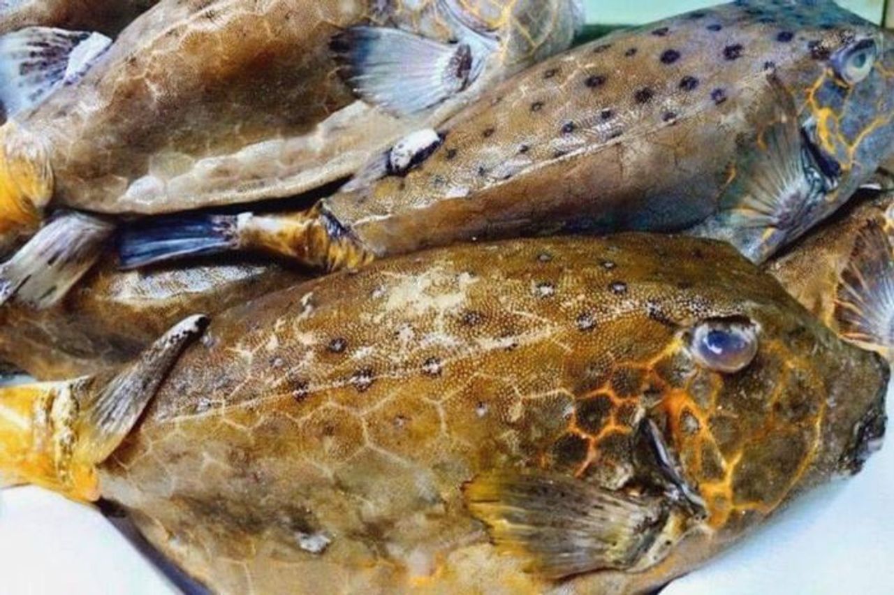 Loại cá biển miền Trung vẻ ngoài xấu xí nhưng thịt ngọt không tanh, 2 triệu/ký vẫn cháy hàng - Tạp chí SaoStar