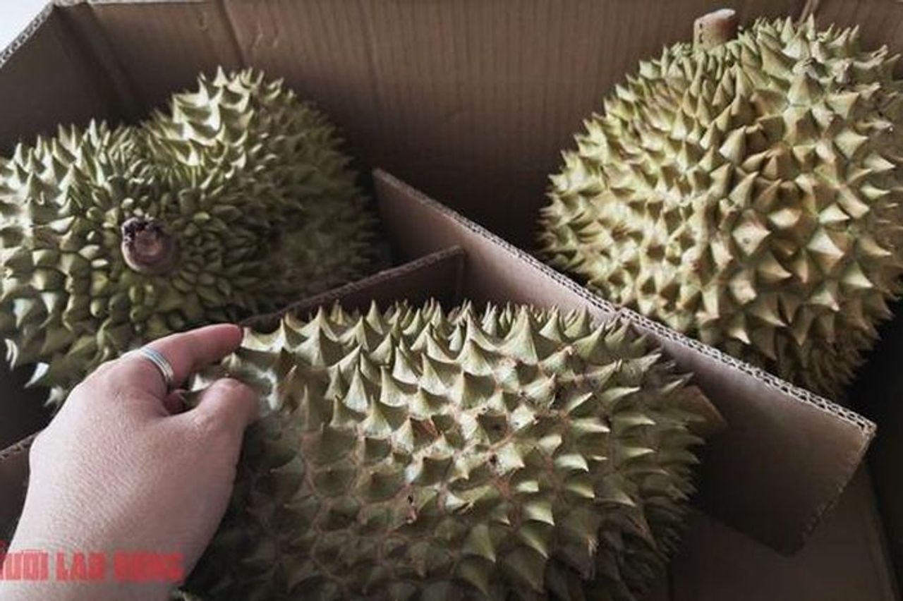 Giá sầu riêng hôm nay 20-10: Sầu riêng hết mùa, khan hiếm sao giá bất ngờ giảm sâu? - Báo Người Lao Động