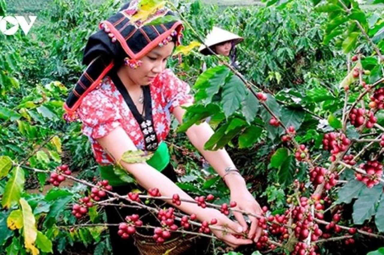 Giá cà phê hôm nay 21/10: Giá cà phê thế giới tăng nhẹ trở lại - Báo Điện tử Tiếng nói Việt Nam