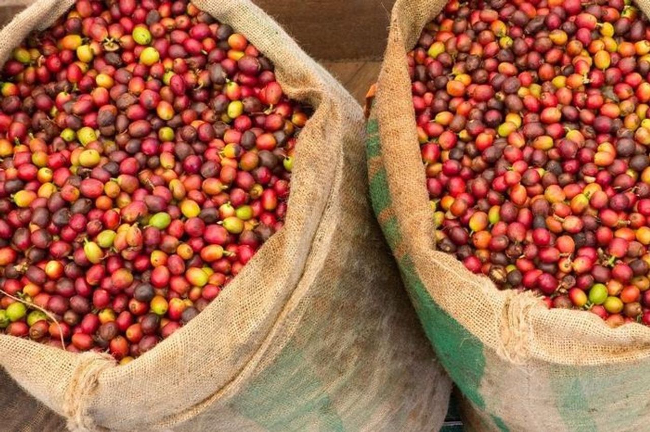 Giá nông sản hôm nay 20/10: Tây Nguyên ổn định, phớt lờ cú giảm hơn 1% từ London - Báo Lâm Đồng