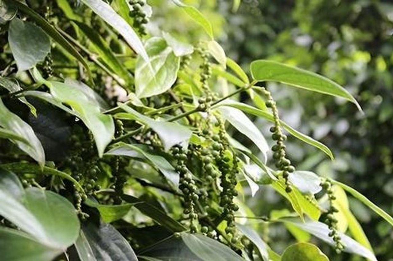 Giá tiêu tăng 500 đồng/kg ở một số vùng - Tạp chí Vnbusiness