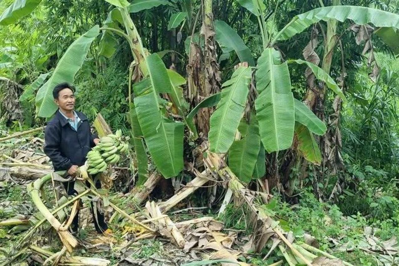 Vụ nghi voi rừng quật chết người dân ở Lâm Đồng: Thành lập tổ bảo vệ xua đuổi voi - Báo Sài Gòn Giải Phóng