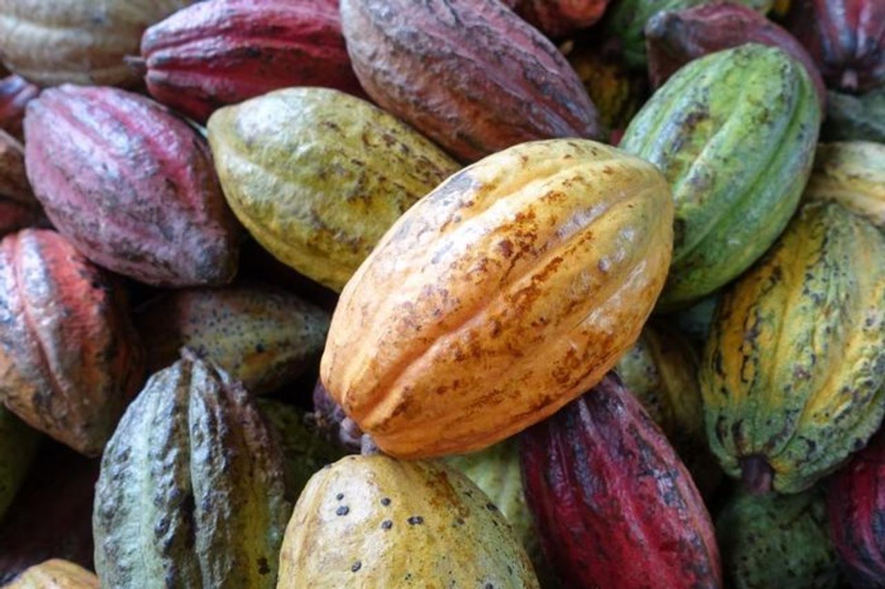 Đắk Lắk định hướng phát triển ca cao bền vững, gắn liền với tăng trưởng xanh và giảm phát thải - Tạp chí VnEconomy