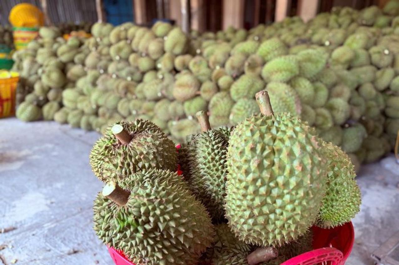 Xôn xao thông tin các kho ngừng thu mua sầu riêng: Thương lái, nhà vườn lo lắng - Báo VTC News