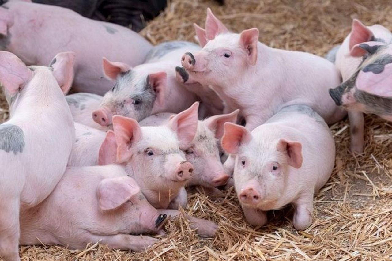 Giá heo hơi hôm nay 23.10: Heo hơi nhích giá, thị trường dần ấm trở lại - Báo Văn hóa