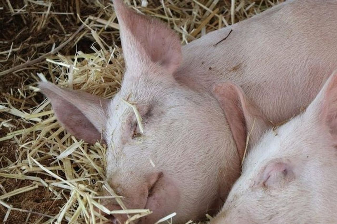 Giá heo hơi hôm nay 23/10: Đà tăng lan rộng, miền Bắc giữ vững đỉnh giá - Báo Lâm Đồng