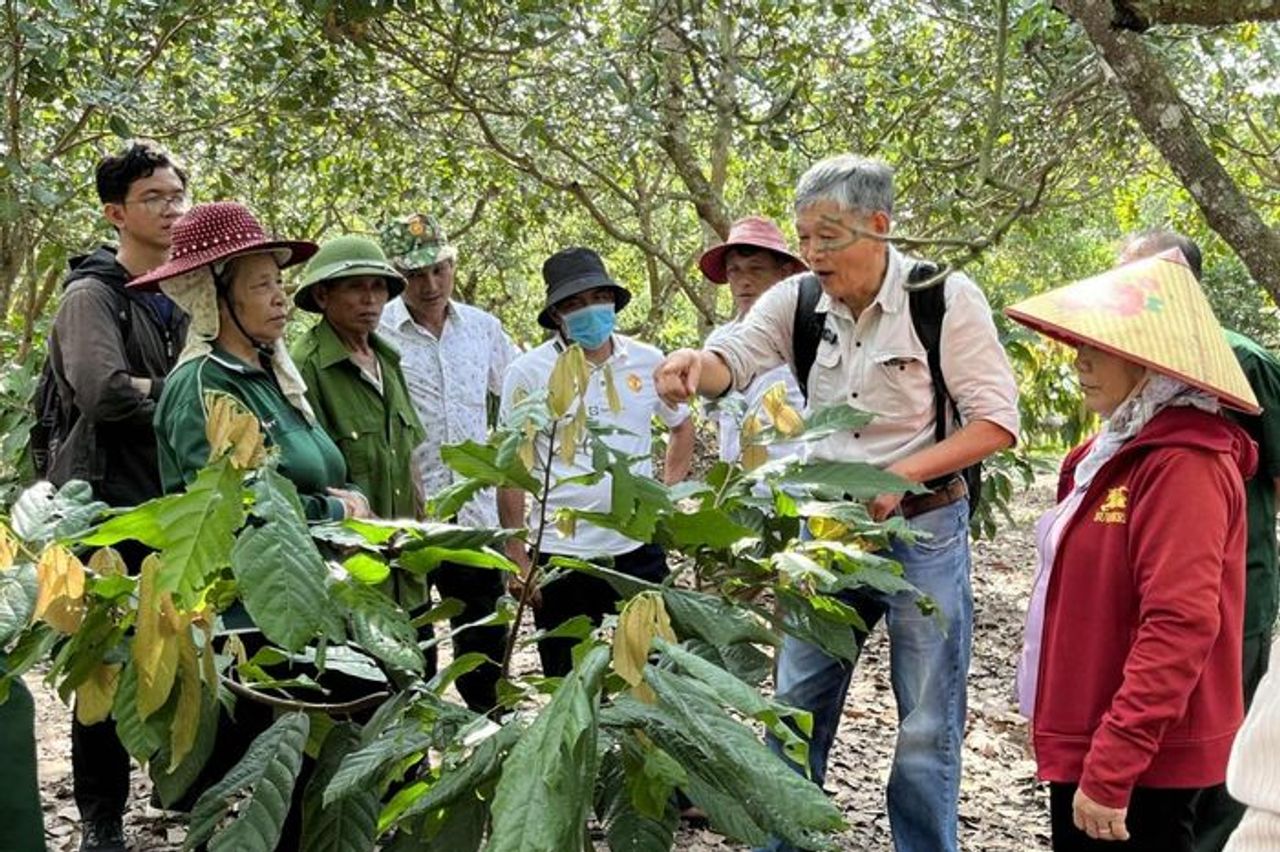 Hướng đi mới cho nông nghiệp bền vững từ mô hình canh tác ca cao - Báo Điện tử Tiếng nói Việt Nam