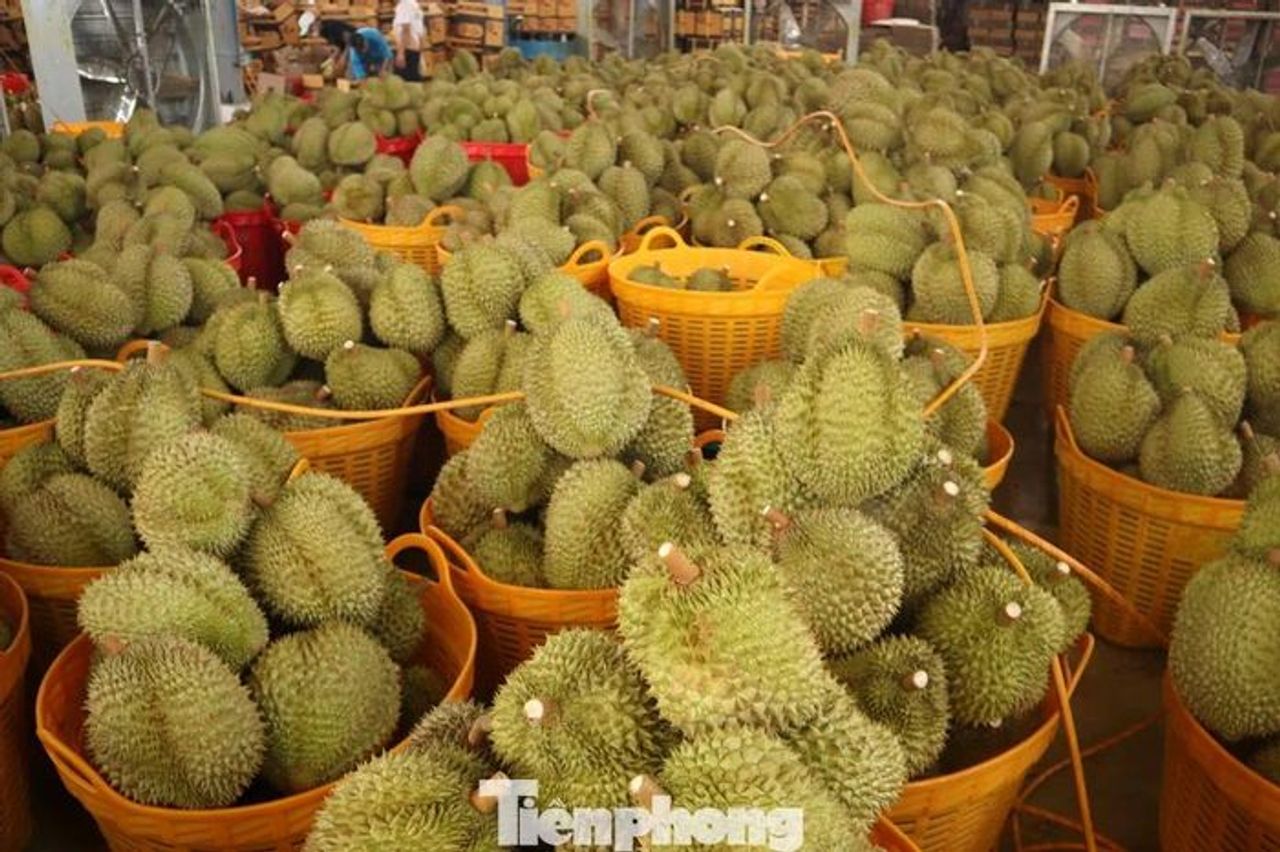 Sầu riêng Đắk Lắk rớt giá mạnh, thương lái dừng mua - Báo Tiền Phong