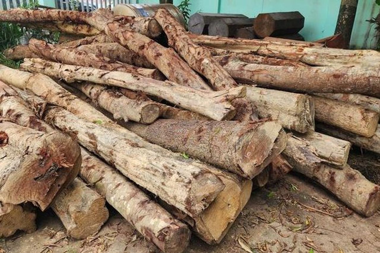 Vừa xảy ra vụ phá rừng phòng hộ ở Đắk Lắk - Báo Người Lao Động