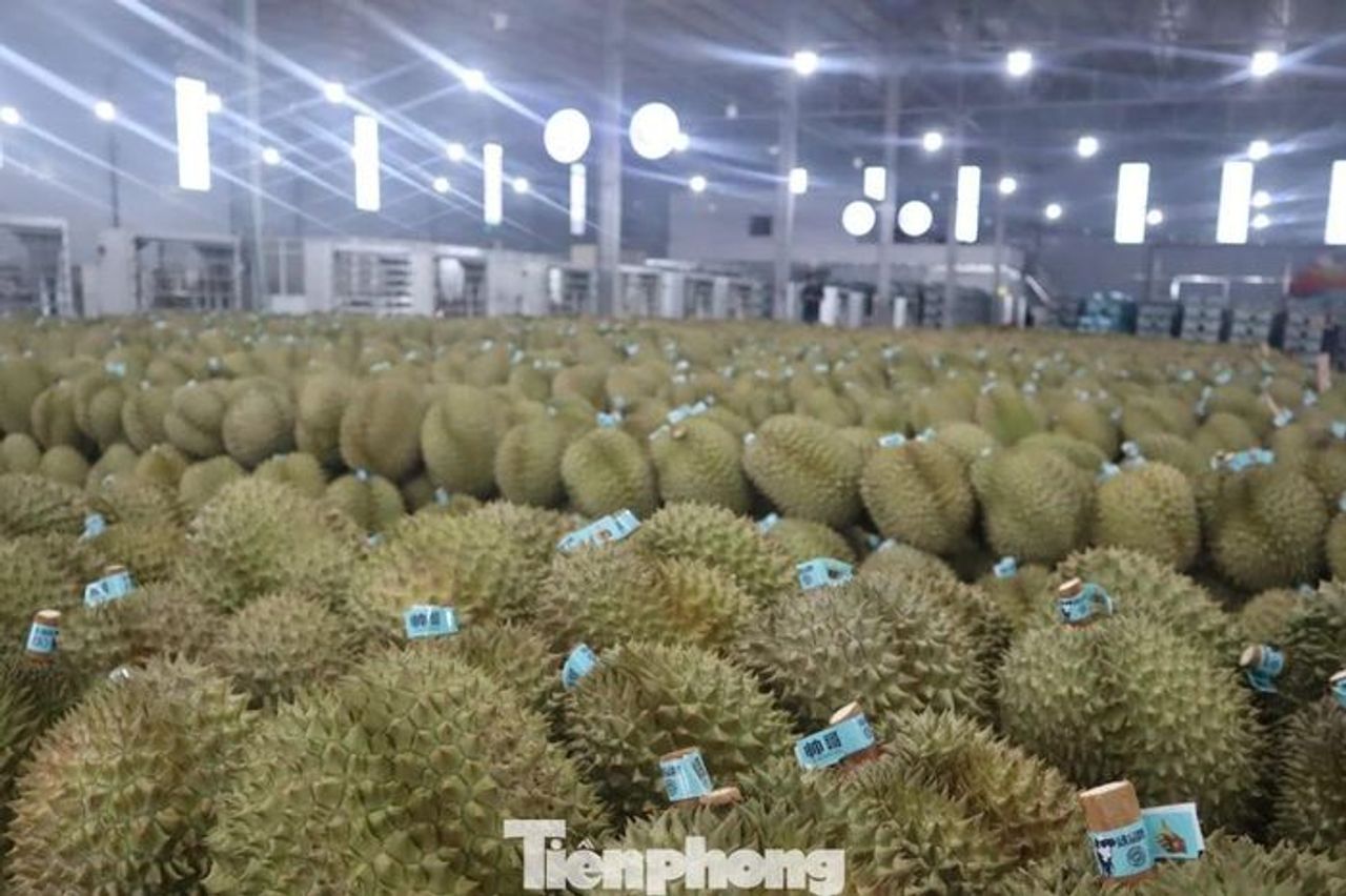 Kiến nghị khẩn việc ách tắc sầu riêng ở Đắk Lắk - Báo Tiền Phong