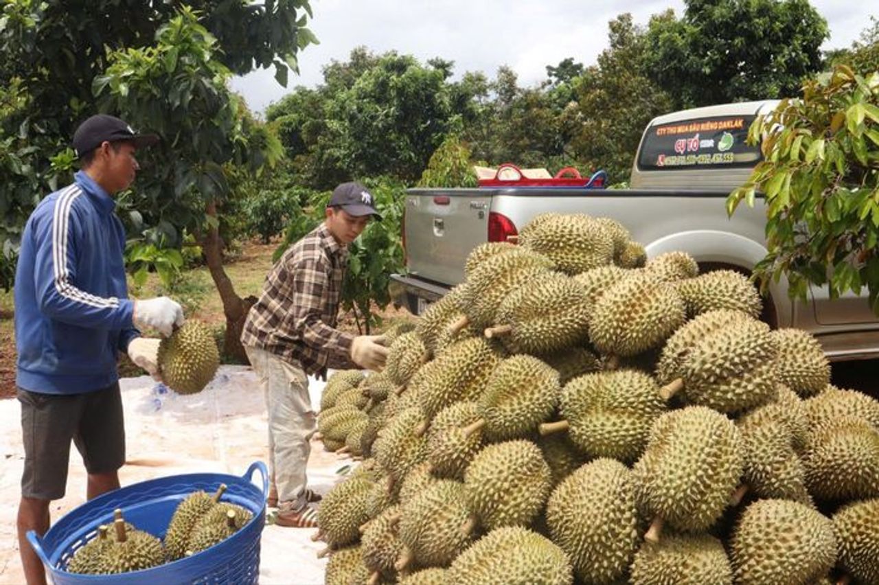 Lý do hàng loạt kho sầu riêng ở Đắk Lắk đóng cửa, ngừng thu mua - Báo Pháp Luật TP.HCM