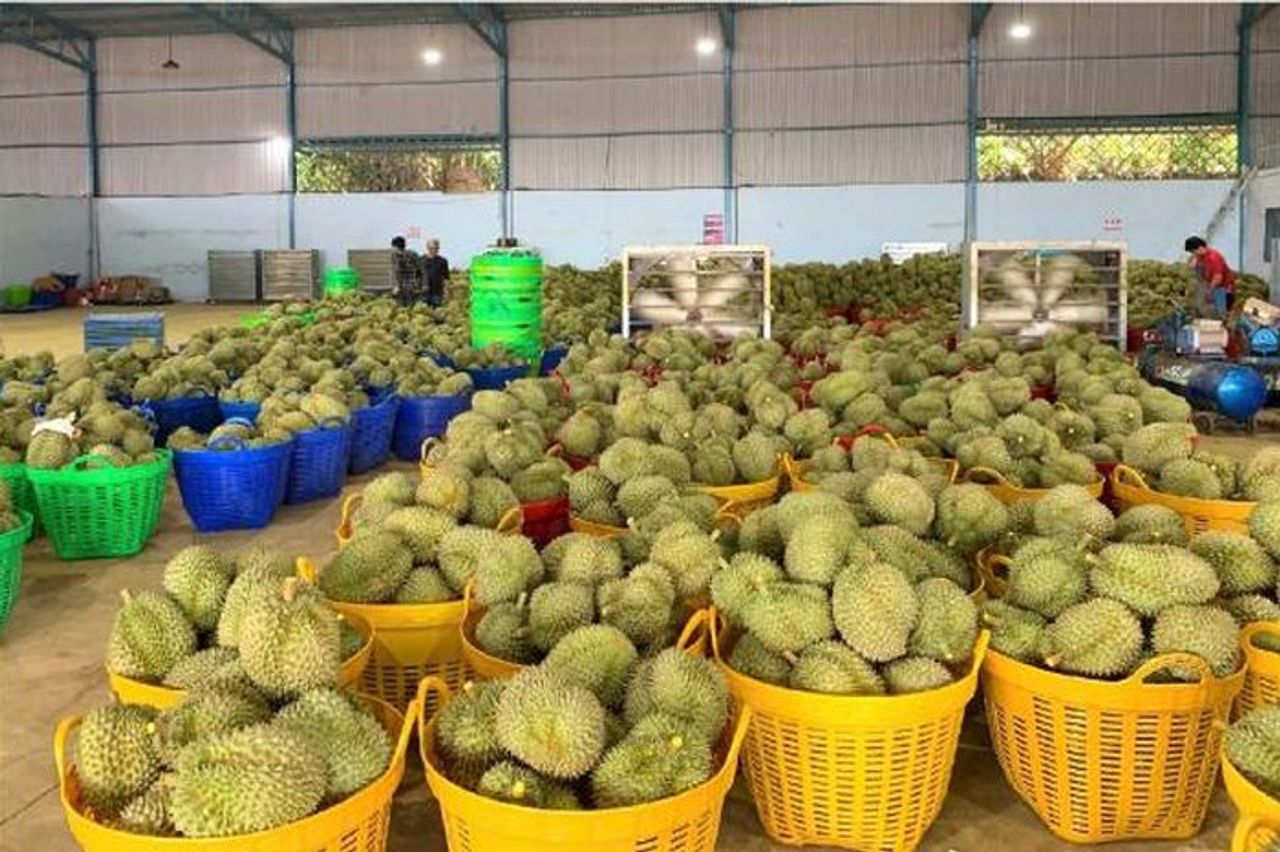 Hiệp hội sầu riêng Đắk Lắk kiến nghị 'khẩn' gỡ khó cho sầu riêng - Báo Công An Nhân Dân