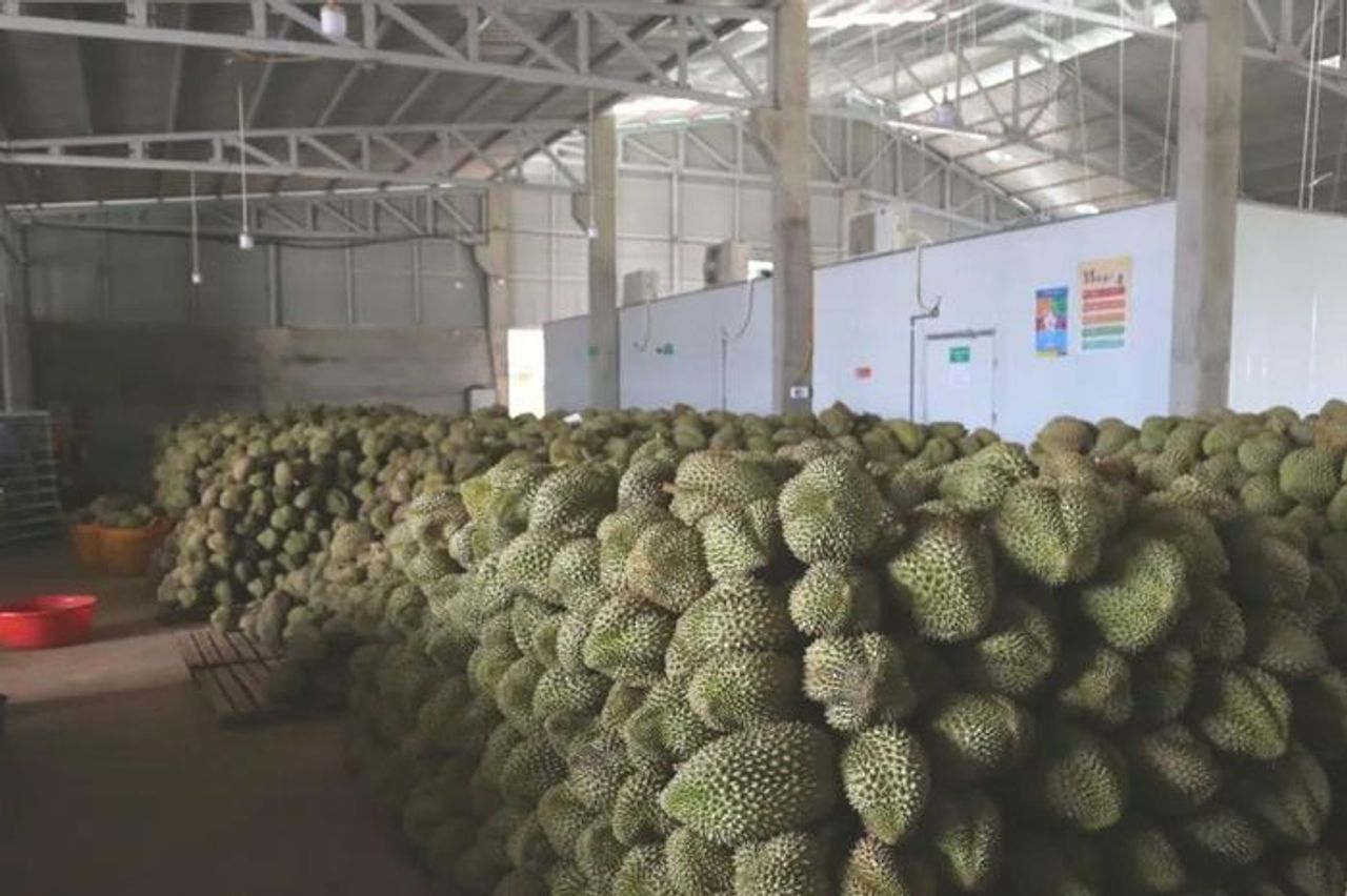 Đắk Lắk: Hàng ngàn tấn sầu riêng nguy cơ hư hỏng - Báo Sài Gòn Giải Phóng