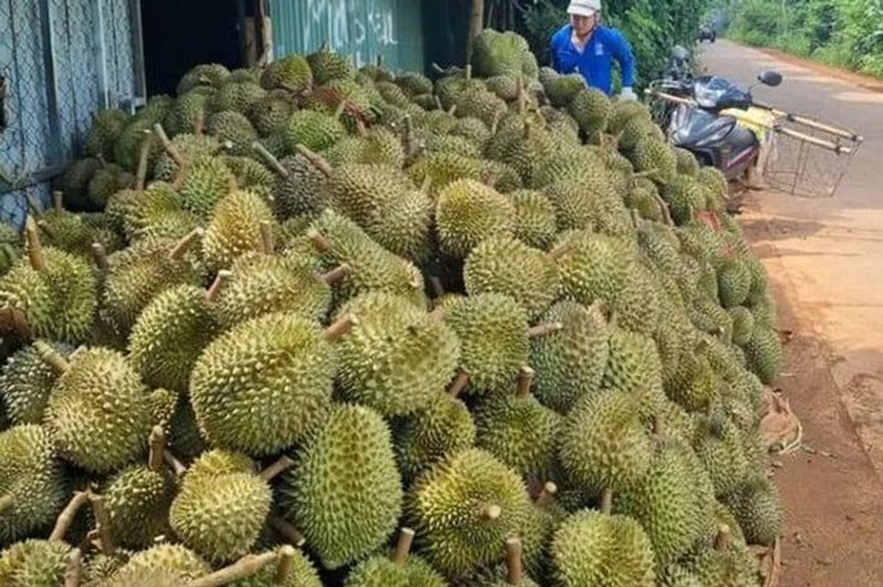 Đắk Lắk kiến nghị Thủ tướng tháo gỡ ùn ứ gần 2.000 container sầu riêng xuất khẩu - Tạp chí Tài Chính Doanh Nghiệp