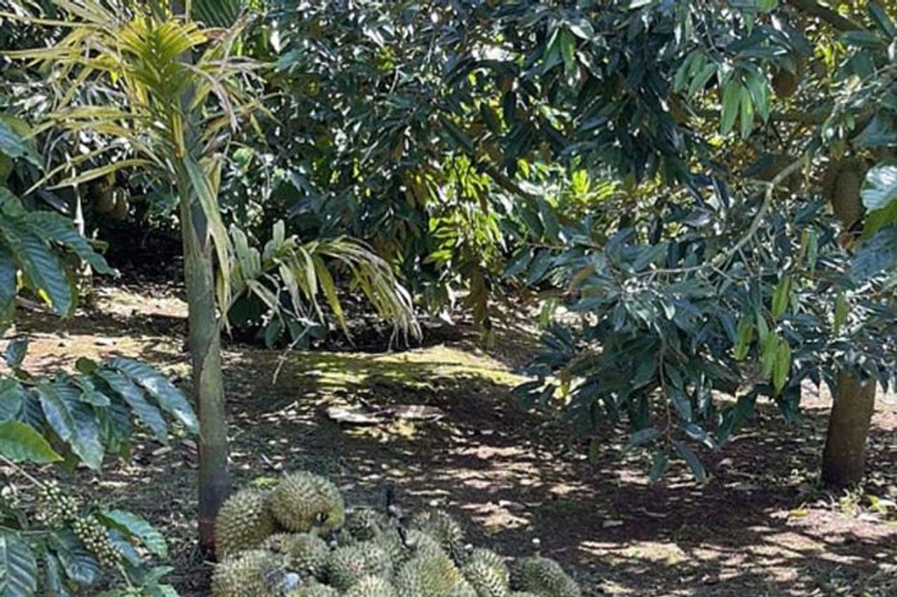 Giá sầu riêng Đắk Lắk còn 80.000 đồng/kg do tắc xét nghiệm - Báo Lâm Đồng