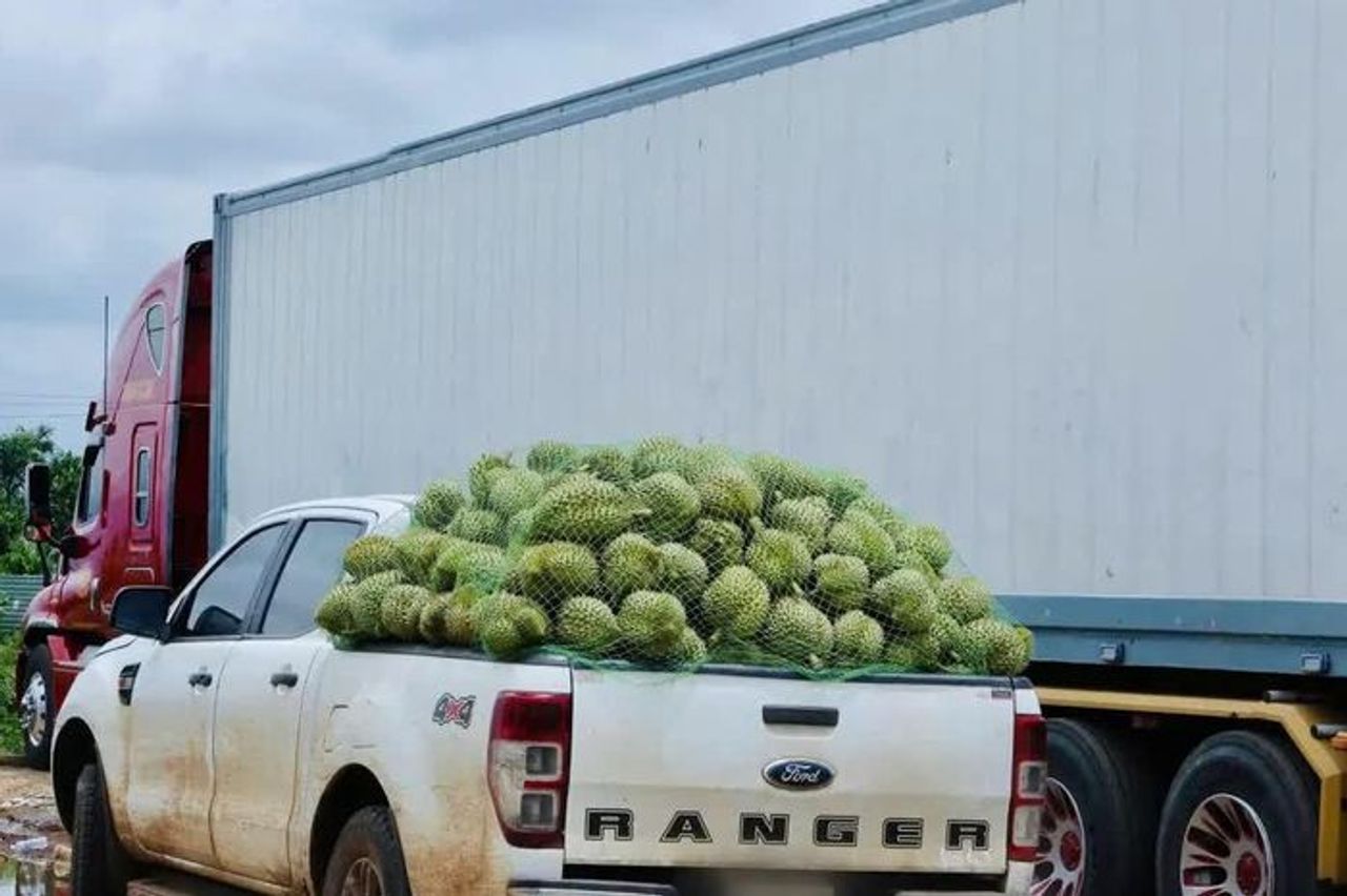 Thủ phủ sầu riêng 'mắc kẹt' gần 2.000 container, Hiệp hội Sầu riêng Đắk Lắk kiến nghị gì? - Báo Kinh tế & Đô thị