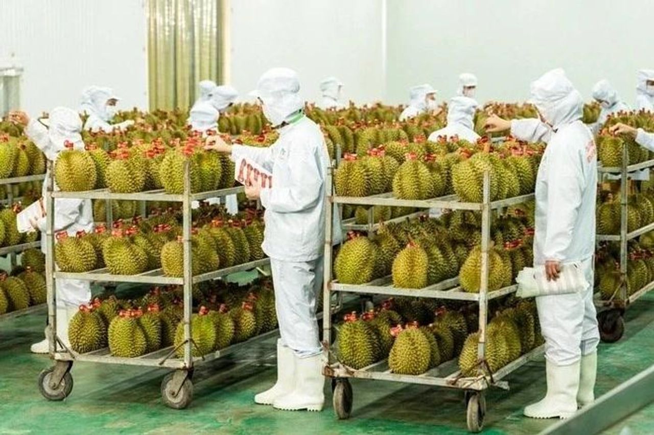 Cục Trồng trọt lên tiếng việc 'tắc' gần 2.000 container sầu riêng - Báo Tiền Phong