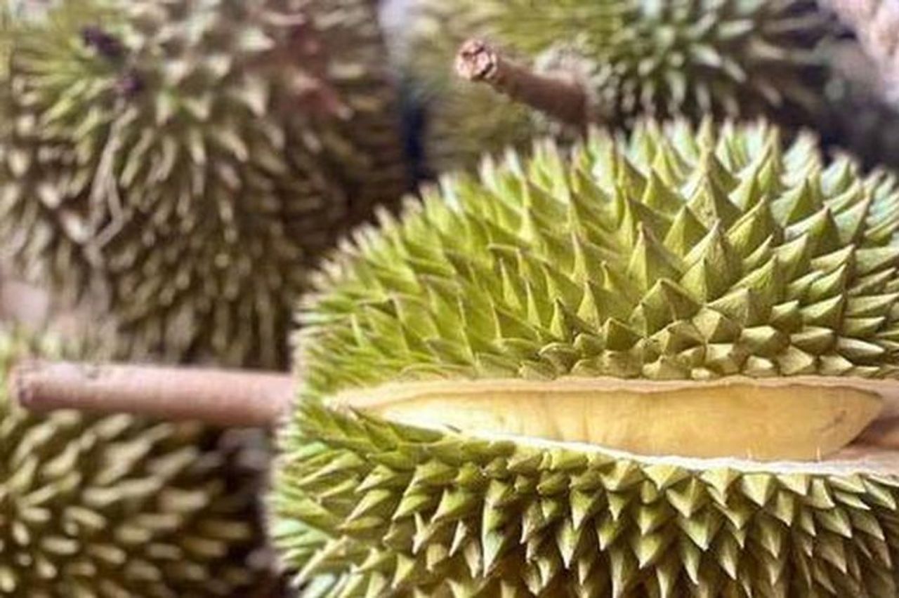 Đề nghị các phòng kiểm nghiệm Cadimi và Vàng O trong sầu riêng chạy hết công suất - Báo Người Lao Động