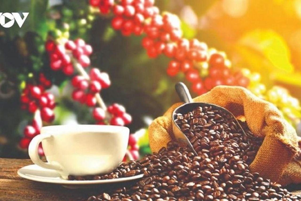 Giá cà phê hôm nay 27/10: Giá cà phê trong nước cao nhất 116.500 đồng/kg - Báo Điện tử Tiếng nói Việt Nam