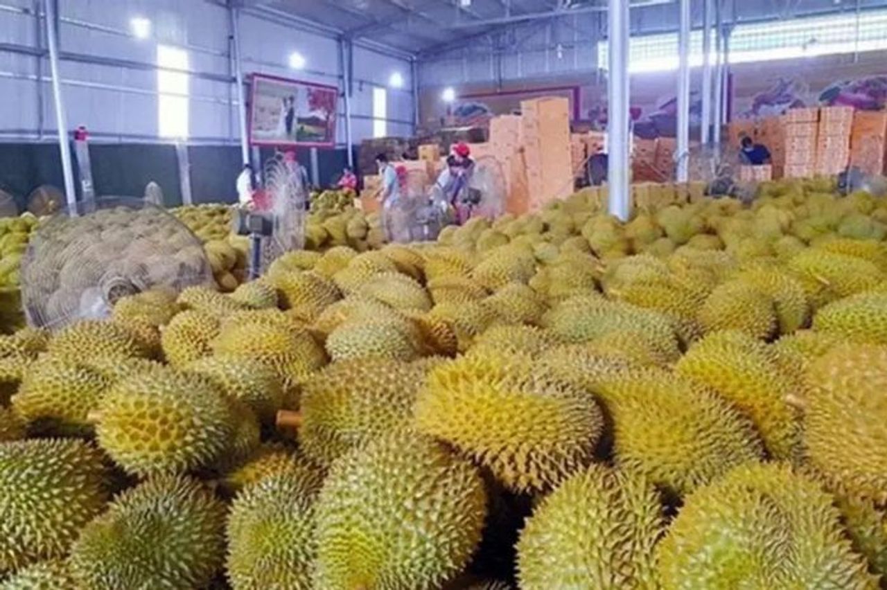 Gần 2.000 container sầu riêng tắc nghẽn do tạm ngừng kiểm nghiệm - Đài Phát thanh và truyền hình Hà Nội