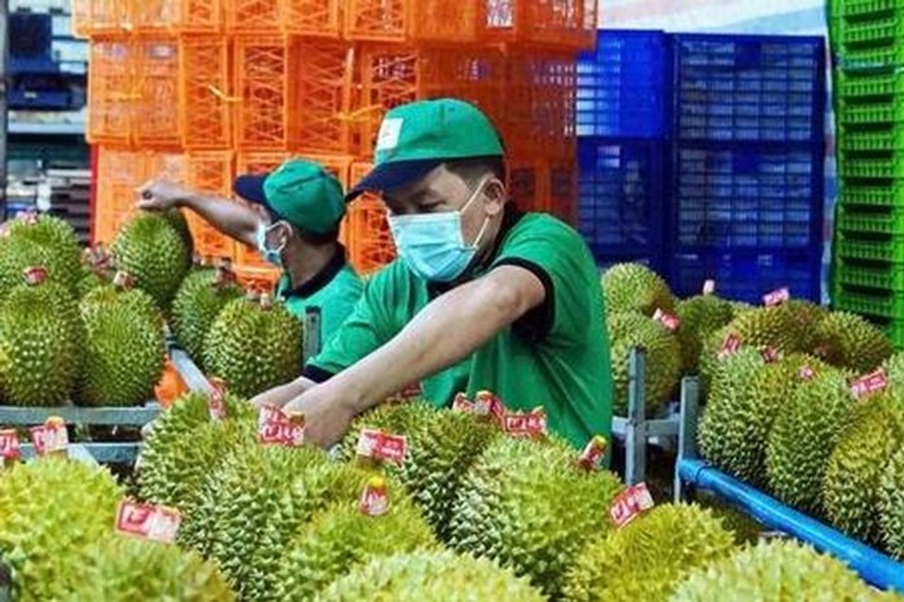 Sầu riêng bị dừng xét nghiệm, rụng đầy vườn, Bộ Nông Nghiệp và Môi trường chỉ đạo khẩn - Tạp chí Vnbusiness