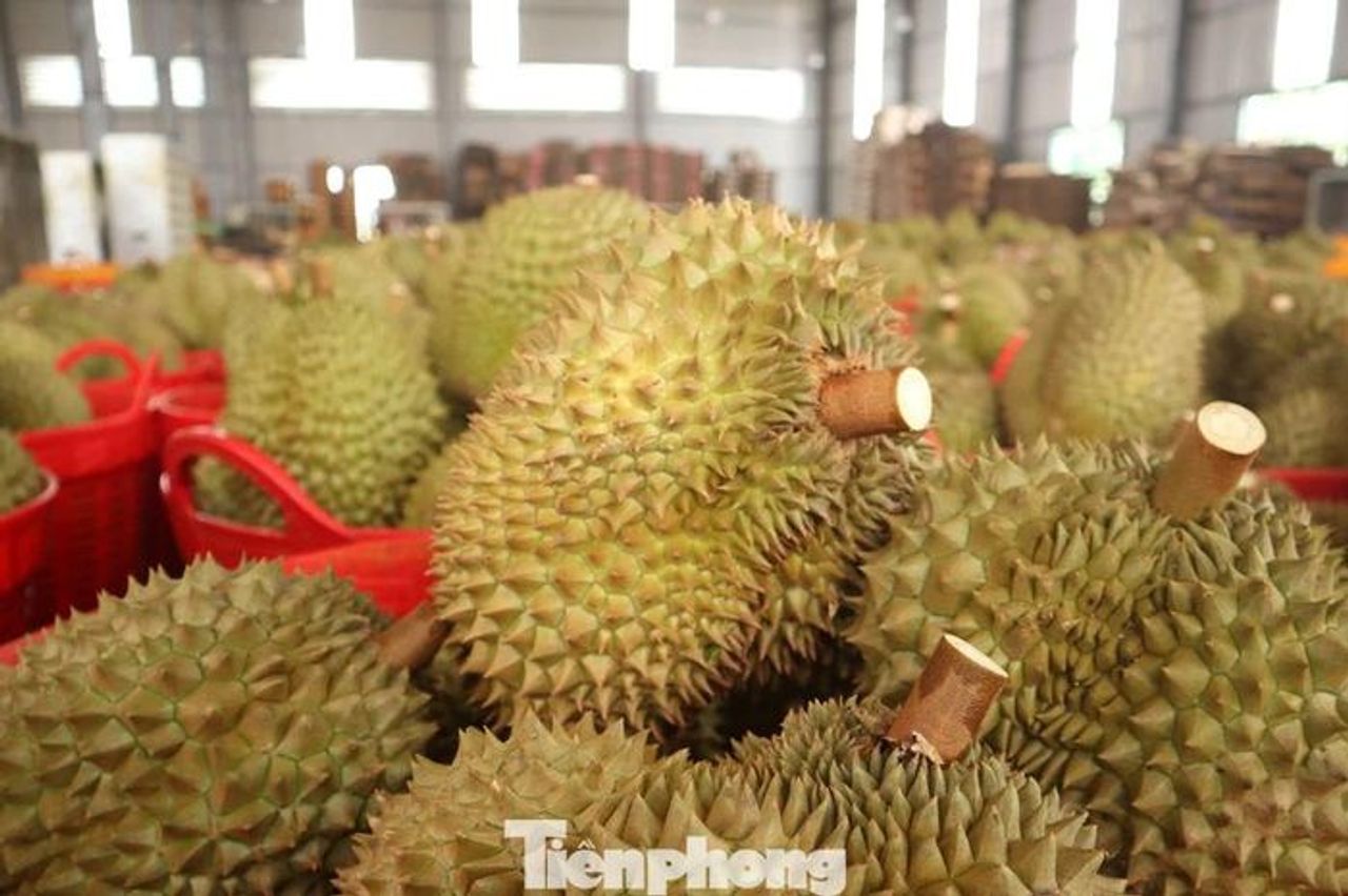 Tin mới về sầu riêng Đắk Lắk sau 'cú sốc' tắc gần 2.000 container - Báo Tiền Phong