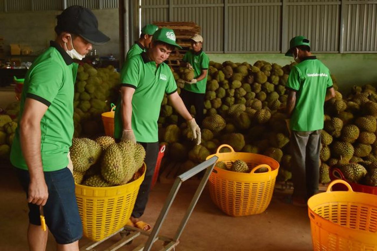 Sau thông tin ù ứ, giá sầu riêng ở Đắk Lắk đang ra sao? - Báo Pháp Luật TP.HCM