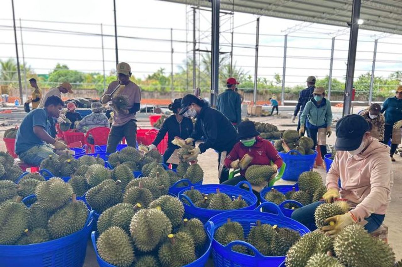 Diễn biến mới nhất về việc hàng ngàn container sầu riêng bị ùn ứ - Báo Pháp Luật TP.HCM