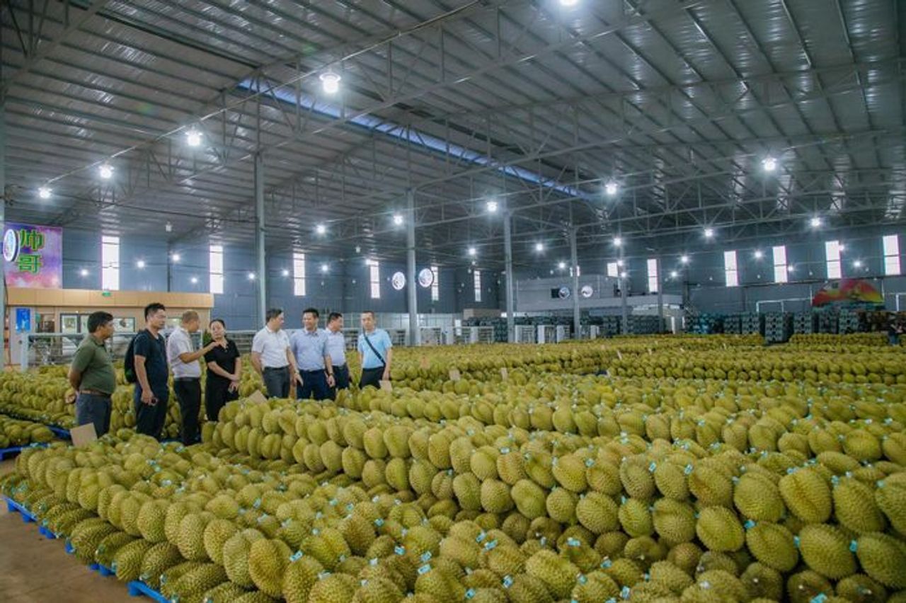 Thị trường sầu riêng 'ấm' lại sau chuỗi ngày ngưng trệ, dân bớt lo - Báo Pháp Luật TP.HCM