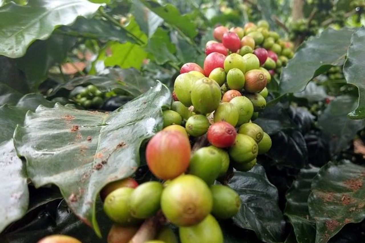 Giá cà phê hôm nay 29/10: Cà phê trong nước giảm, cao nhất còn 115.500 đồng/kg - Báo Điện tử Tiếng nói Việt Nam