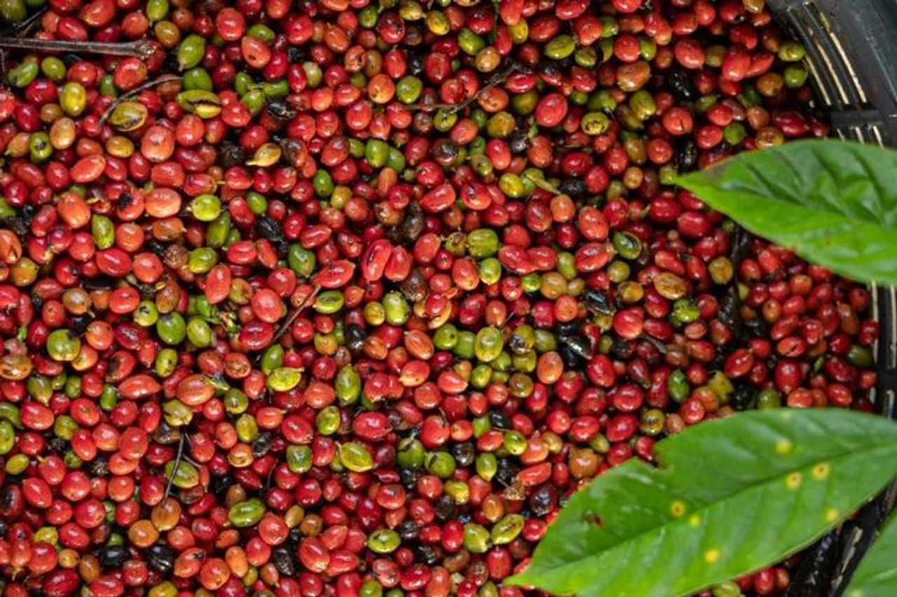 Giá cà phê Gia Lai giảm 1.200 đồng, về 115.300 đồng/kg - Báo Gia Lai