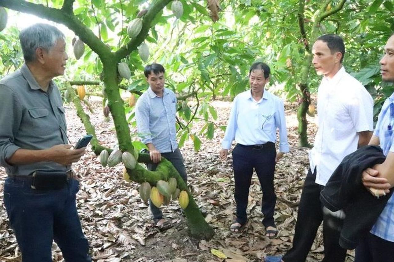 Canh tác ca cao bền vững gắn liền với tăng trưởng xanh và giảm phát thải - Báo Nhân Dân