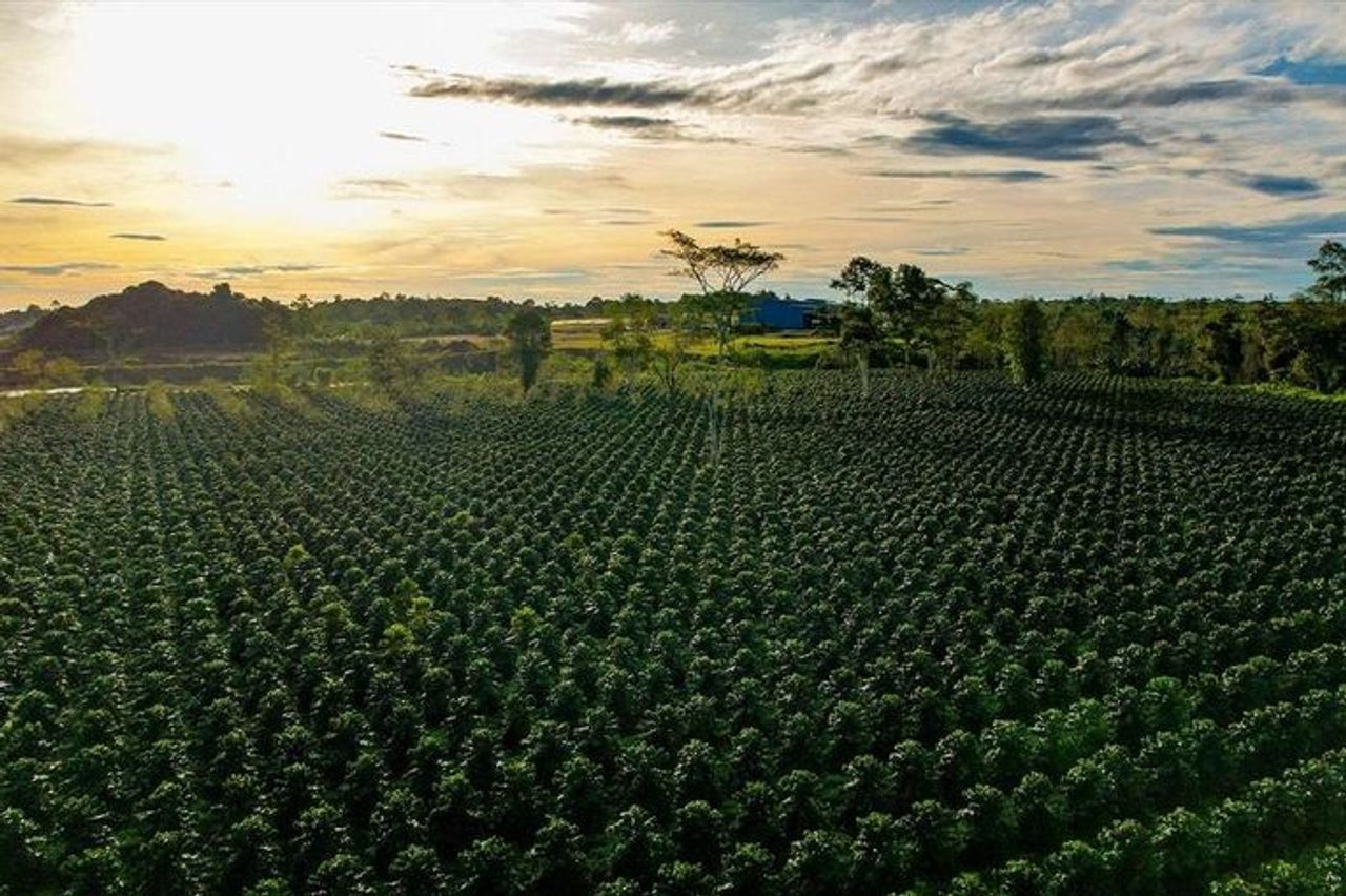 Giá cà phê hôm nay 30/10: N eo cao 115.800 đồng/kg – Đắk Lắk dẫn đầu cuộc đua giá - Báo Lâm Đồng