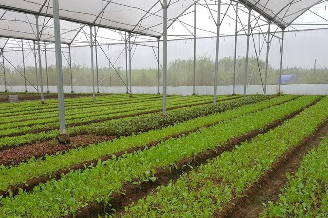 Giá tiêu hôm nay 30/10/2025: T ừ Gia Lai đến Lâm Đồng cùng tăng 1.000 đồng - Báo Lâm Đồng