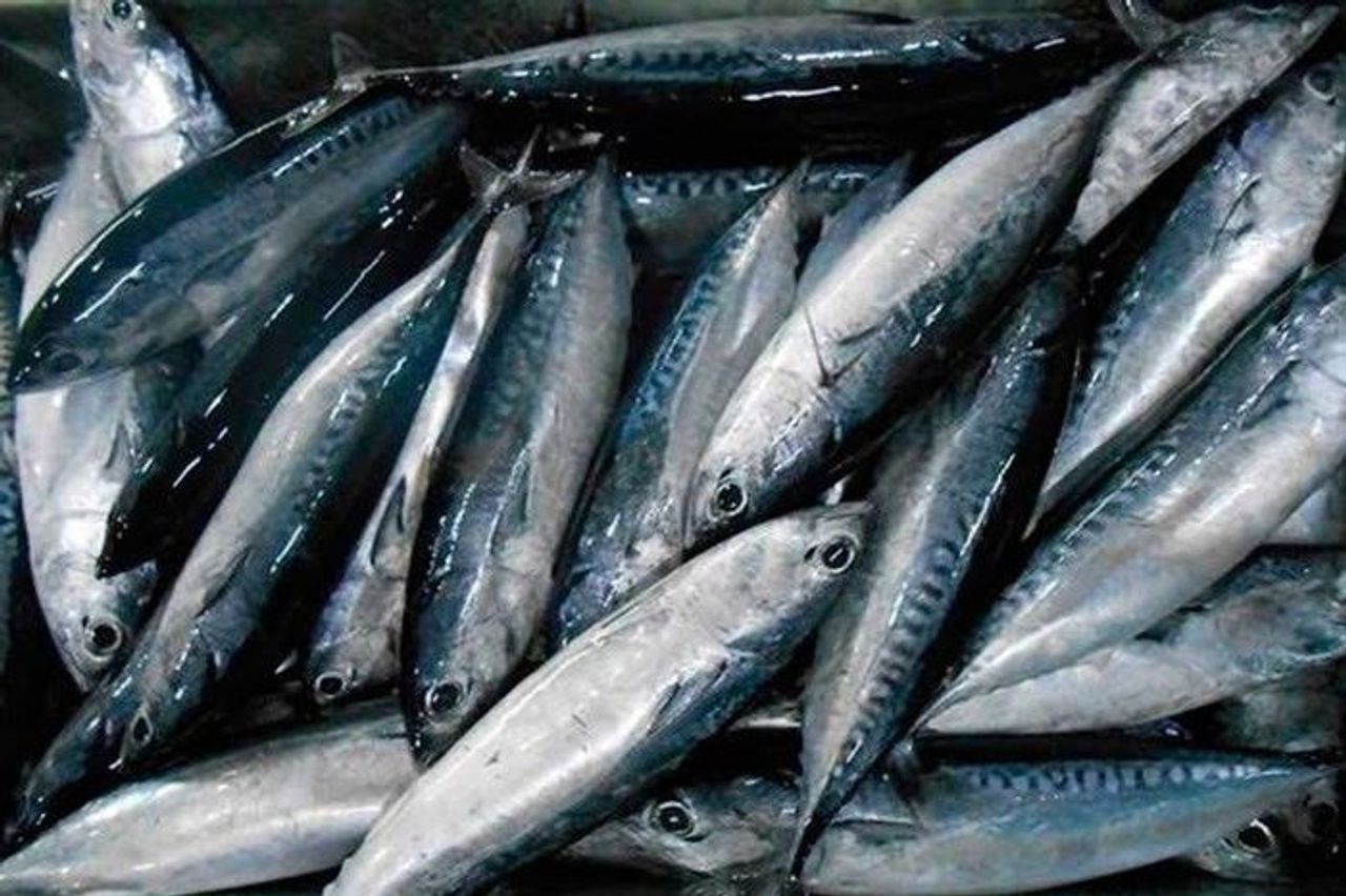 Cá ồ hóa 'mỏ vàng' ở vùng biển Phú Yên cũ - Báo Điện tử Tiếng nói Việt Nam