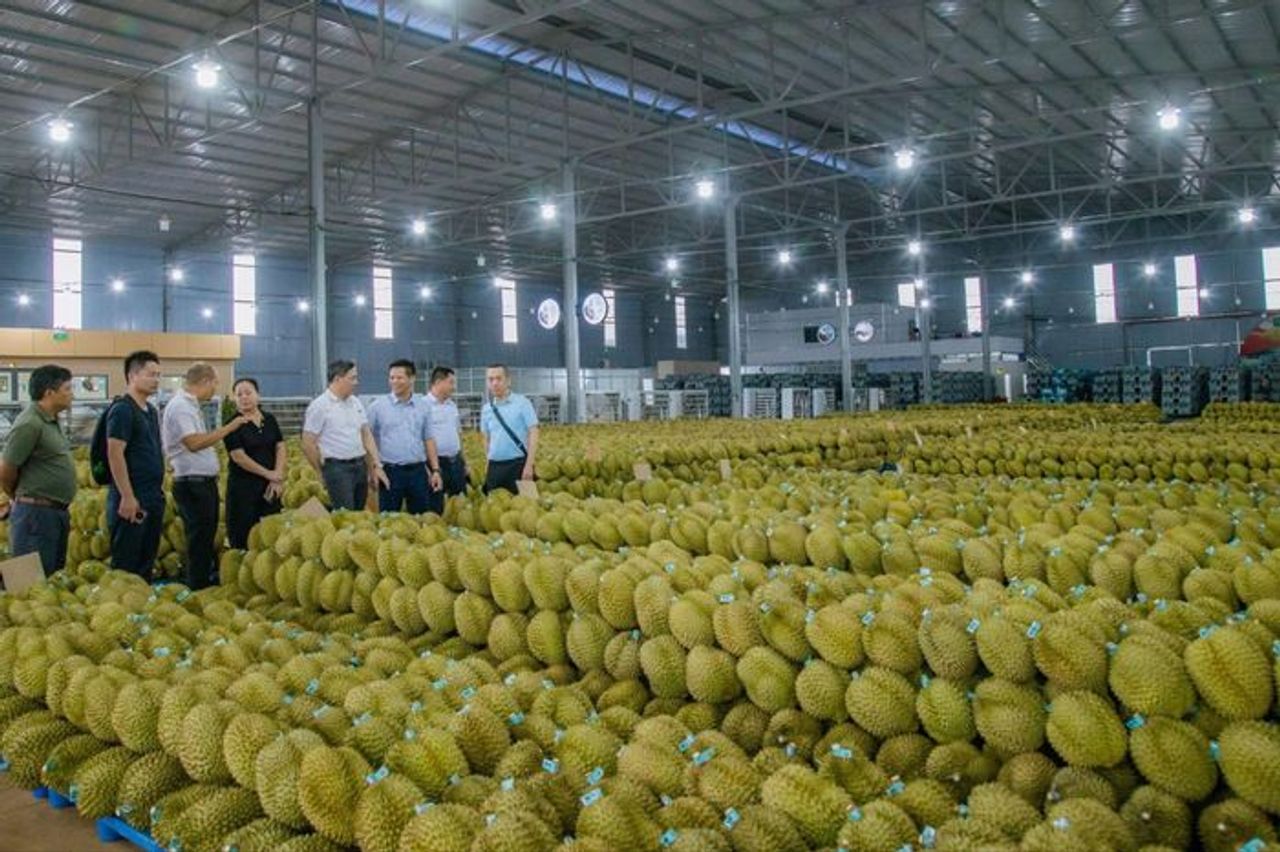 Thủ phủ sầu riêng chưa có phòng xét nghiệm đủ điều kiện để xuất khẩu - Báo Pháp Luật TP.HCM