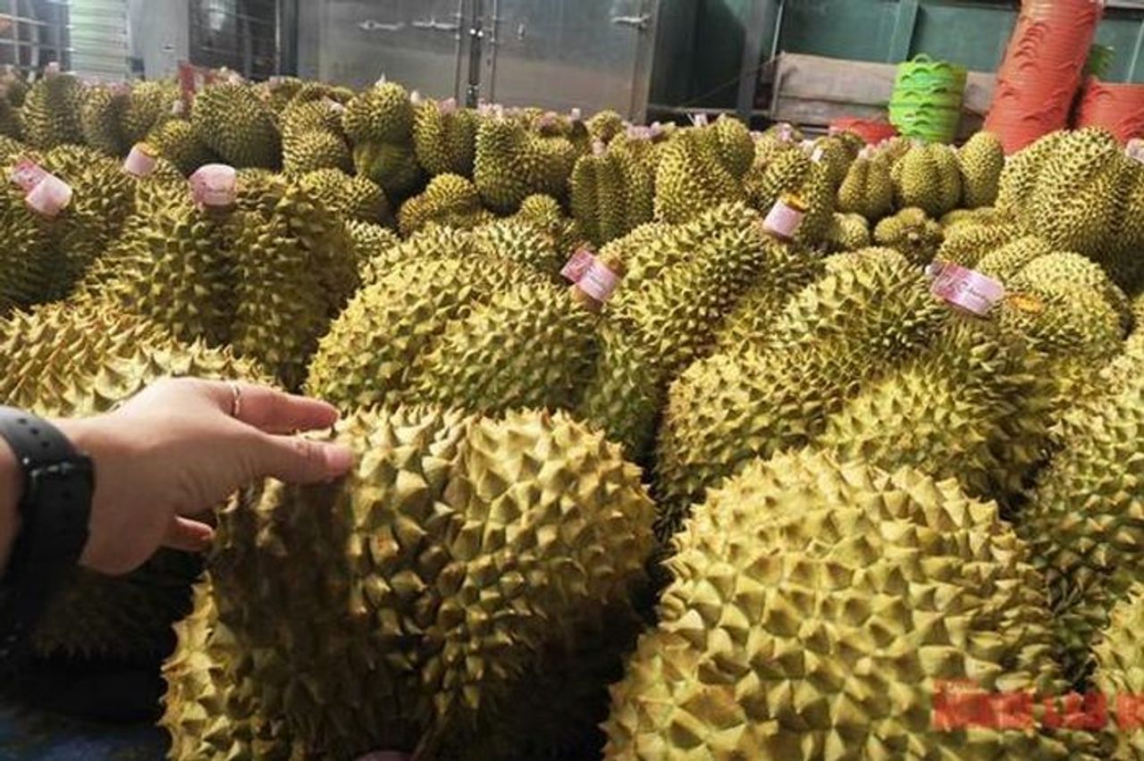 Giá sầu riêng tăng trở lại, bầu Đức tính trồng thêm 1.000 ha sầu riêng - Báo Người Lao Động