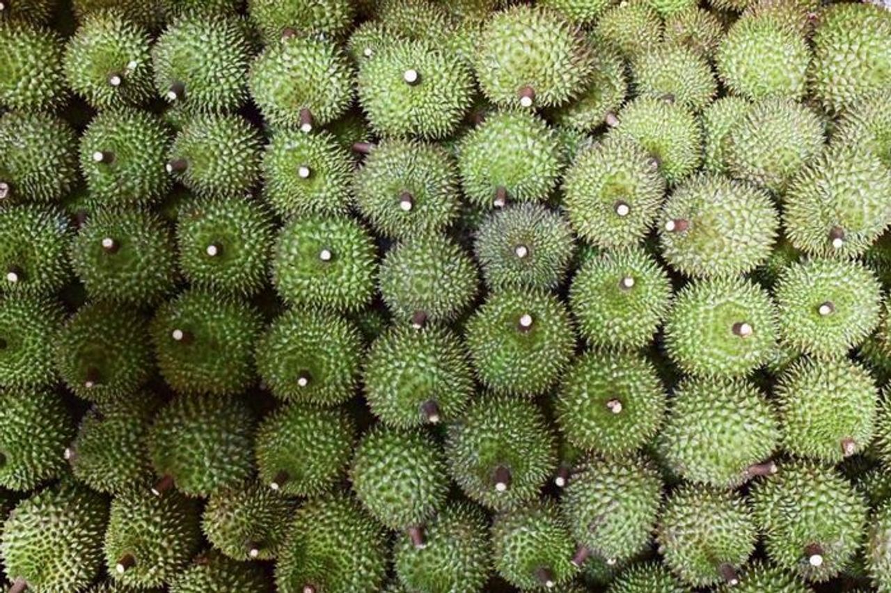 Gần 2.000 container sầu riêng bị ùn ứ: Phó Thủ tướng yêu cầu làm rõ trách nhiệm - Báo VietnamNet